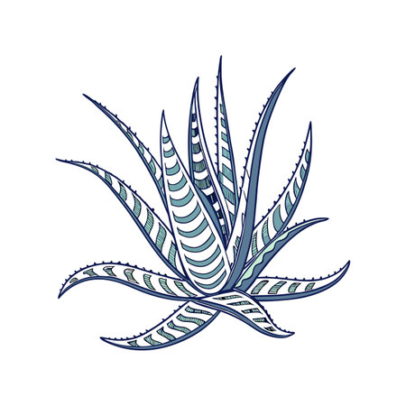 Elegant Aloe Striata on Whiteのイラスト素材