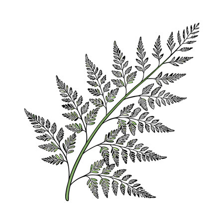Charming Maidenhair Fern Vector Designのイラスト素材