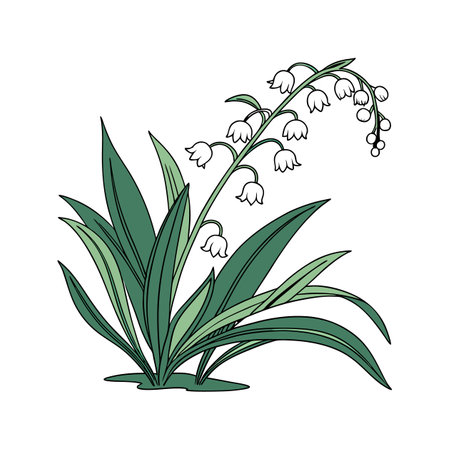 Ophiopogon Plant Leaves on Clean White Surfaceのイラスト素材