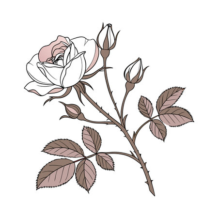 Miniature Rose Illustration on Whiteのイラスト素材