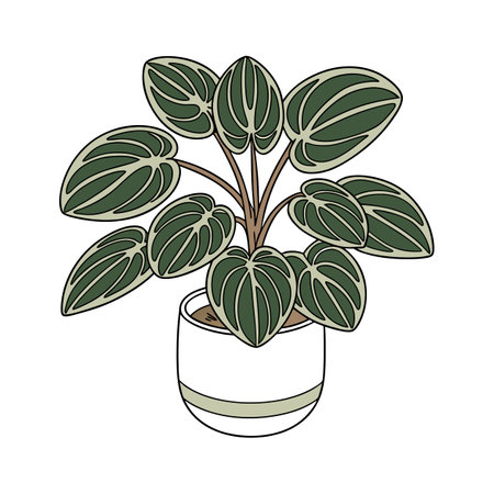 Elegant Peperomia Obtusifolia Displayed on Clean Whiteのイラスト素材