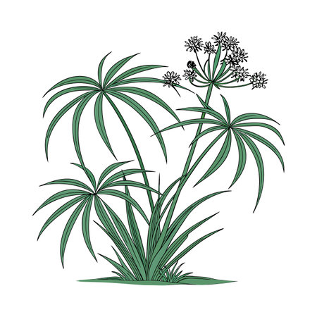 Stunning Cyperus Papyrus on Bright White Backgroundのイラスト素材