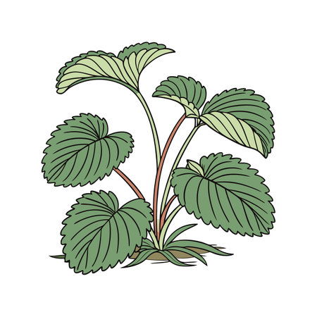 Elegant Peperomia on Bright White Surfaceのイラスト素材