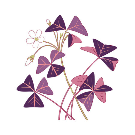 Lively Oxalis Triangularis on Bright White Canvasのイラスト素材