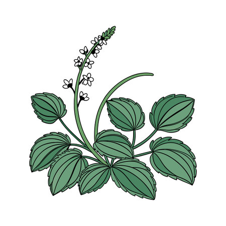 Vibrant Peperomia Displayed on Clean White Backgroundのイラスト素材