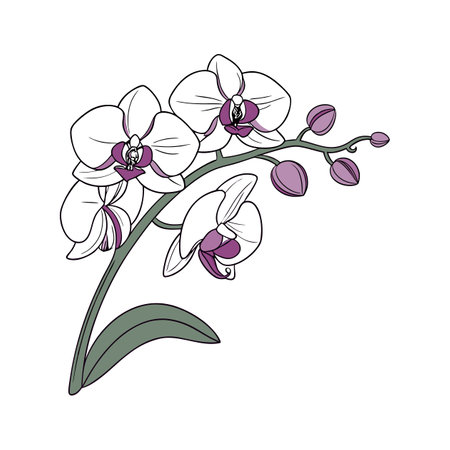 Radiant Phalaenopsis Orchid on a Clean White Surfaceのイラスト素材