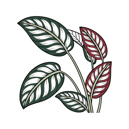 Elegant Prayer Plant on Clean White Surfaceのイラスト素材