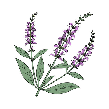 Charming Salvia Salvia Plant on Whiteのイラスト素材