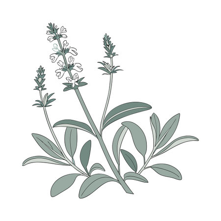 Stylish Stachys Lamb's Ear in Brightのイラスト素材