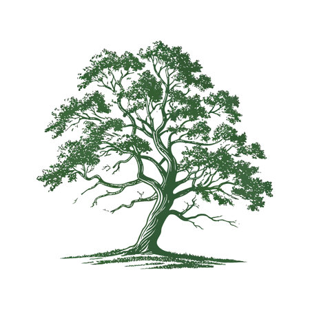 Quercus Oak Tree on White Backgroundのイラスト素材