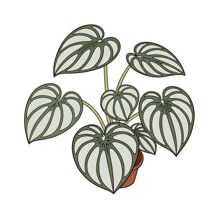 Stylish Watermelon Peperomia Display on Brightのイラスト素材