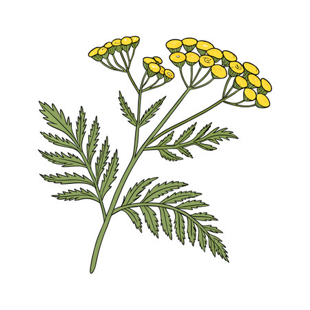 Beautiful Tansy on Bright Whiteのイラスト素材