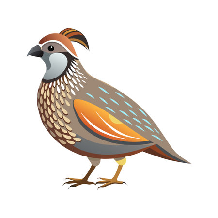 Charming Quail Realistic Color Illustration with Outlineのイラスト素材