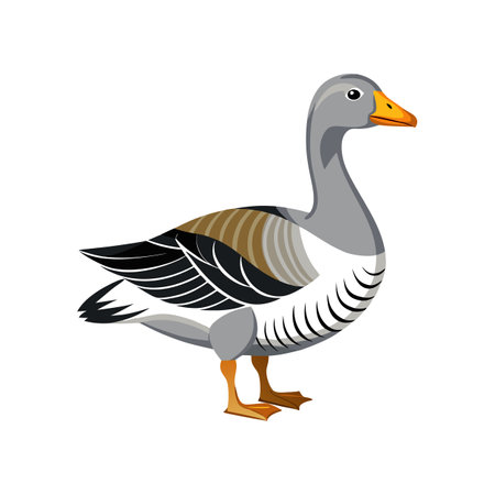 Beautiful Sebastopol Goose Realistic Color Illustrationのイラスト素材