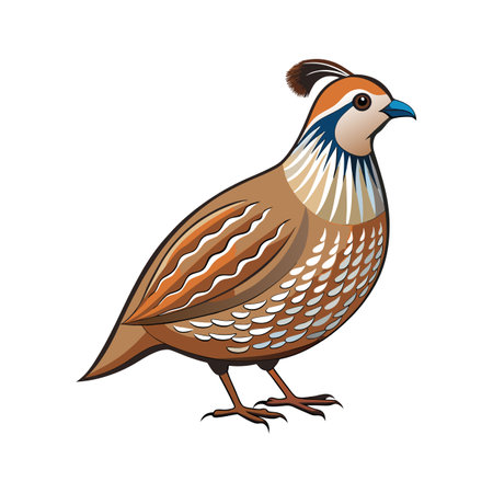 Vivid Quail Realistic Color Illustration with Outlineのイラスト素材