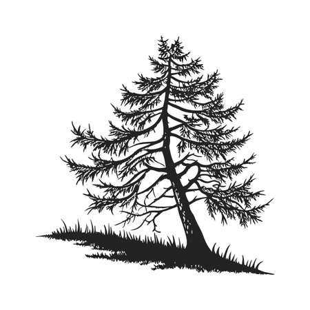 Silhouette of a coniferous tree. Vector illustration.のイラスト素材