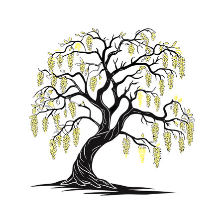 Distinct Golden Chain Tree Outline Artのイラスト素材