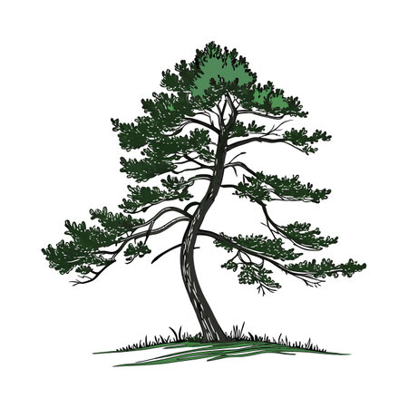 Realistic Sugar Pine Tree Bold Outline Design 1のイラスト素材