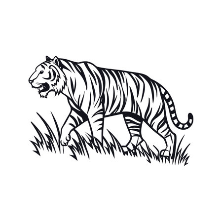 Distinct Tiger Stalking Outline Artのイラスト素材