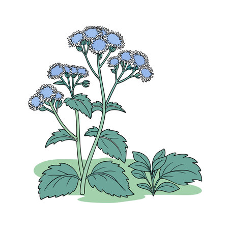 Ageratum Flower White Background Illustrationのイラスト素材