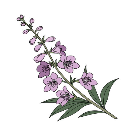 Elegant Angelonia on Clean Backgroundのイラスト素材