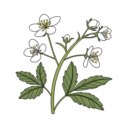 Bittercress Flower Bright Designのイラスト素材