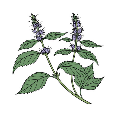 Stylish Anise Hyssop on Whiteのイラスト素材