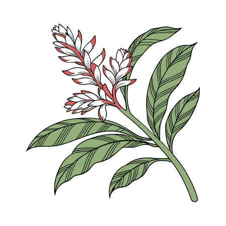 Stylish Alpinia Flower Designのイラスト素材