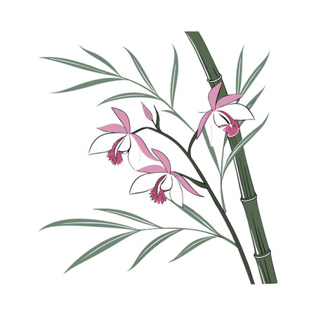 Elegant Bamboo Orchid on Whiteのイラスト素材