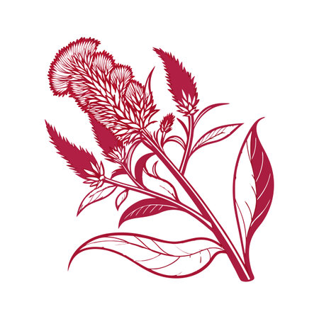 Elegant Celosia Flower on Whiteのイラスト素材