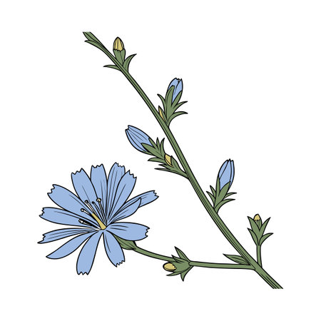 Stylish Chicory Flower Designのイラスト素材