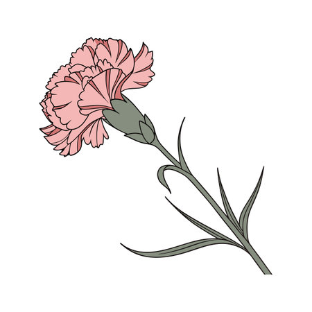 Charming Carnation Pink on Clean Whiteのイラスト素材