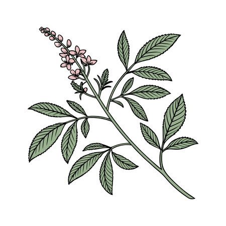 Elegant Desmodium Display on Clean Whiteのイラスト素材