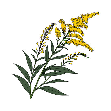 Stunning Goldenrod Floral Art on Bright Whiteのイラスト素材