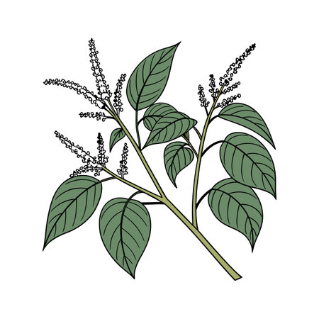 Charming Japanese Knotweed Floral Designのイラスト素材