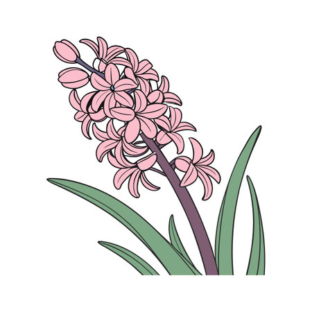 Charming Hyacinth Flower on Bright White Canvasのイラスト素材