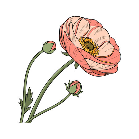 Charming Ranunculus Flower Designのイラスト素材