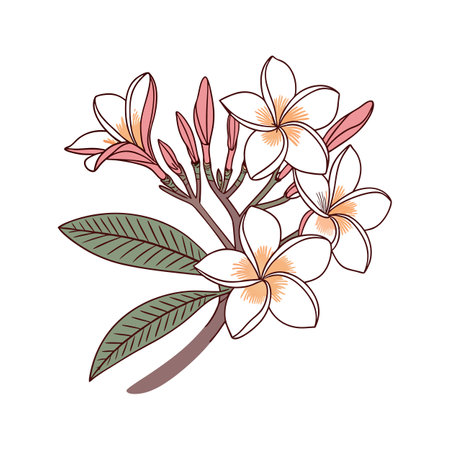 Elegant Plumeria Flower Designのイラスト素材