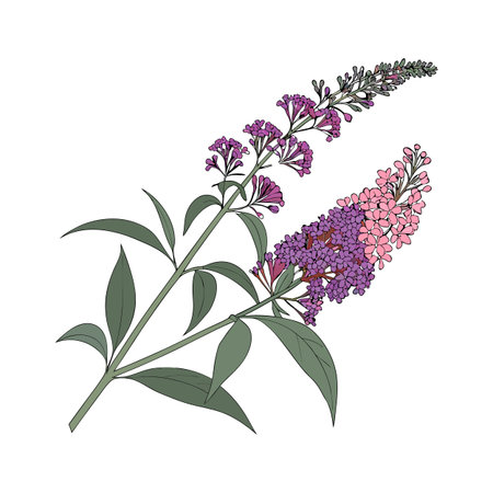 Charming Buddleia on Clean White