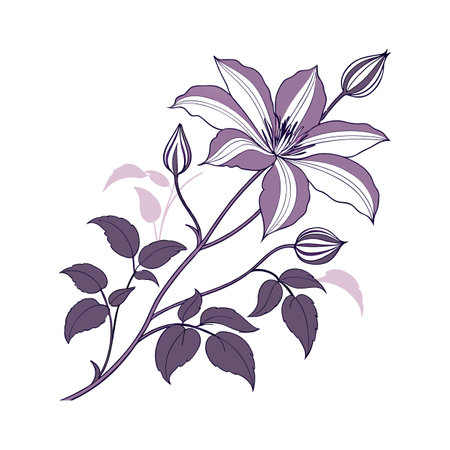 Charming Clematis on Clean Whiteのイラスト素材