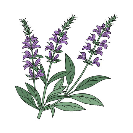 Elegant Salvia Flower Designのイラスト素材