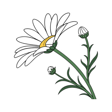 Elegant Shasta Daisy Flower Designのイラスト素材