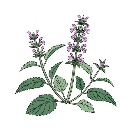 Stylish Stachys for Unique Garden Design