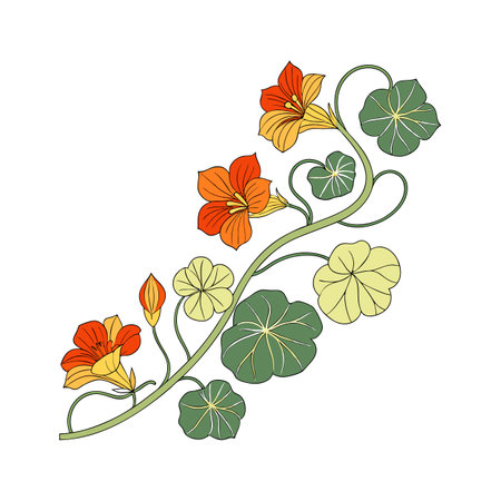 Beautiful Trailing Nasturtium for Garden Decorのイラスト素材