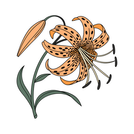 Stunning Tiger Flower for Unique Decorのイラスト素材
