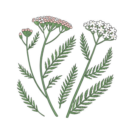 Elegant Yarrow for Unique Floral Artのイラスト素材