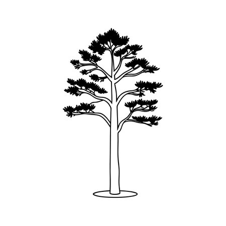 Artistic Vector Outline of Bunya Pineのイラスト素材
