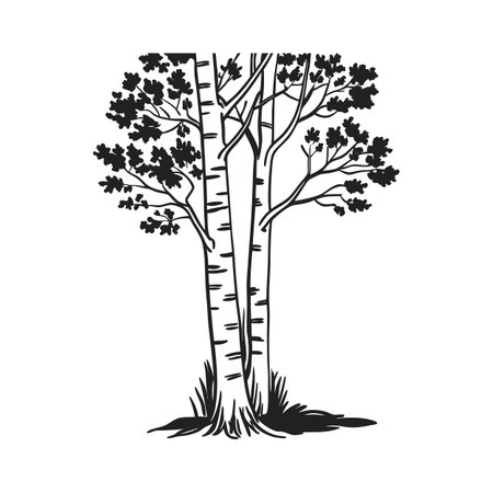 Bold Outline Vector of Aspen Treeのイラスト素材