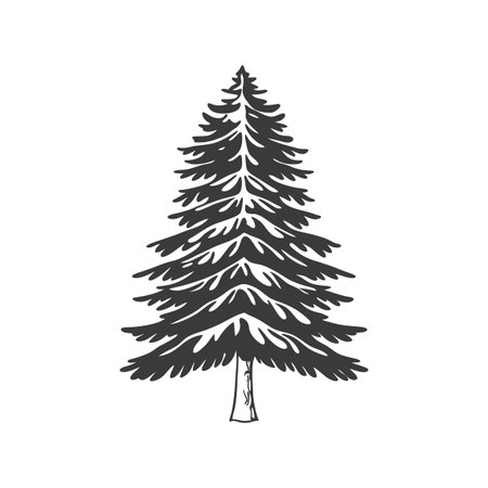 Creative Design of Norway Spruce Tree Outlineのイラスト素材