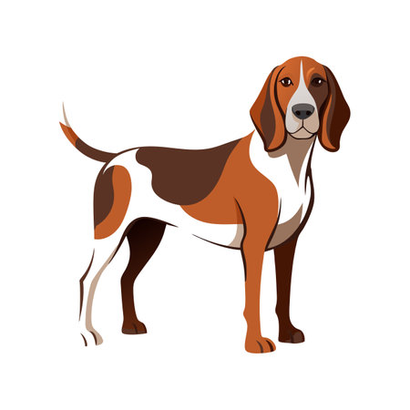 Unique Bracco Italiano Vector Design for Creativesのイラスト素材